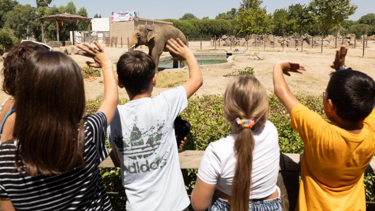 İzmir Doğal Yaşam Parkı’nın fillerine hayat kurtaran ayak bakımı