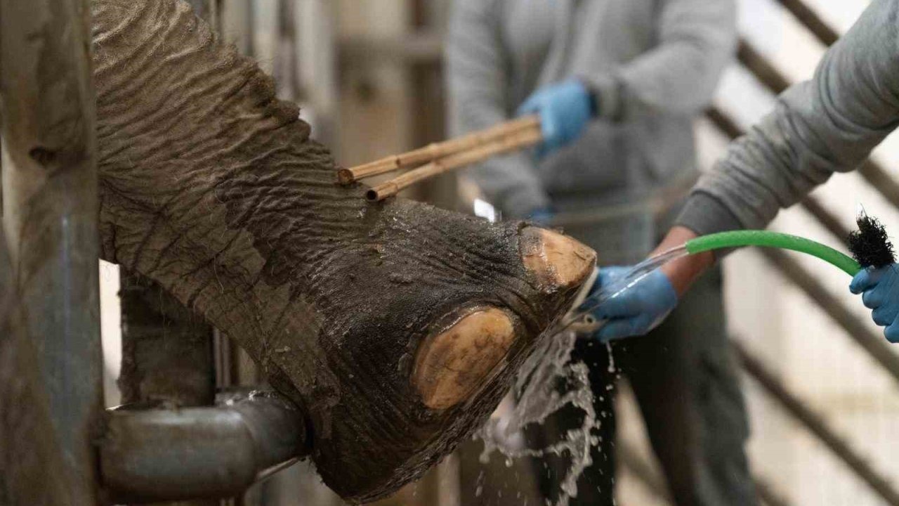 İzmir’de fillere hayat kurtaran ayak bakımı