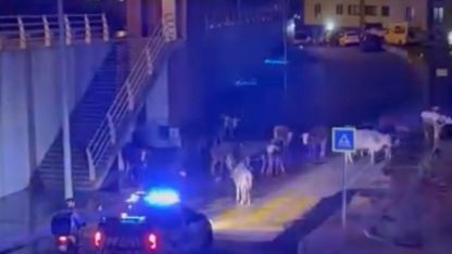 İzmir’de polisin "İnekler dağılın" anonsu gülümsetti