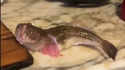 İçi temizlenen balık dakikalarca çırpınmaya devam etti