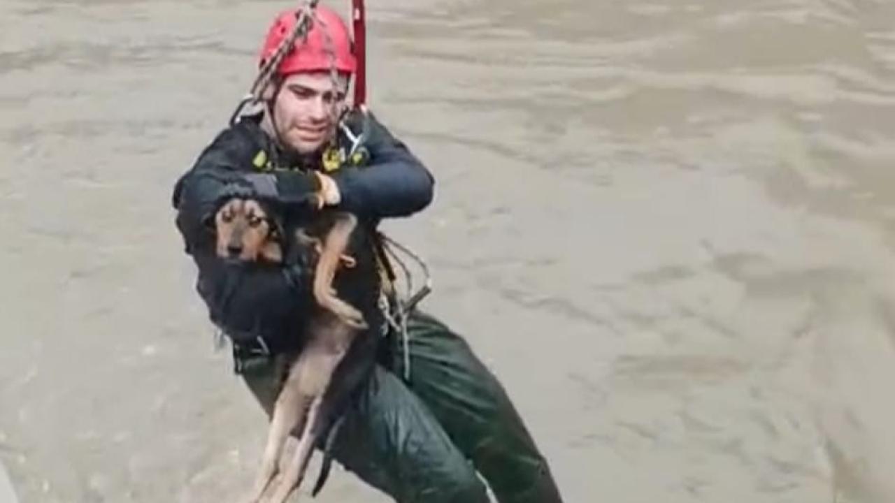 Dereye düşen köpek itfaiye ekipleri tarafından kurtarıldı