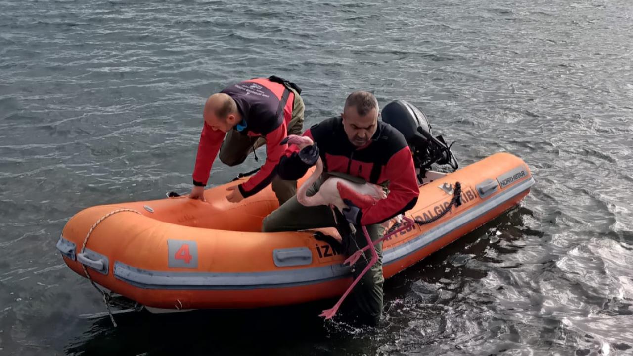 İzmir İtfaiyesi ayağına misina dolanan flamingoyu kurtardı