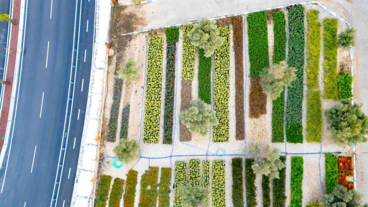 İzmir’in renkleri Büyükşehir fidanlıklarında filizleniyor