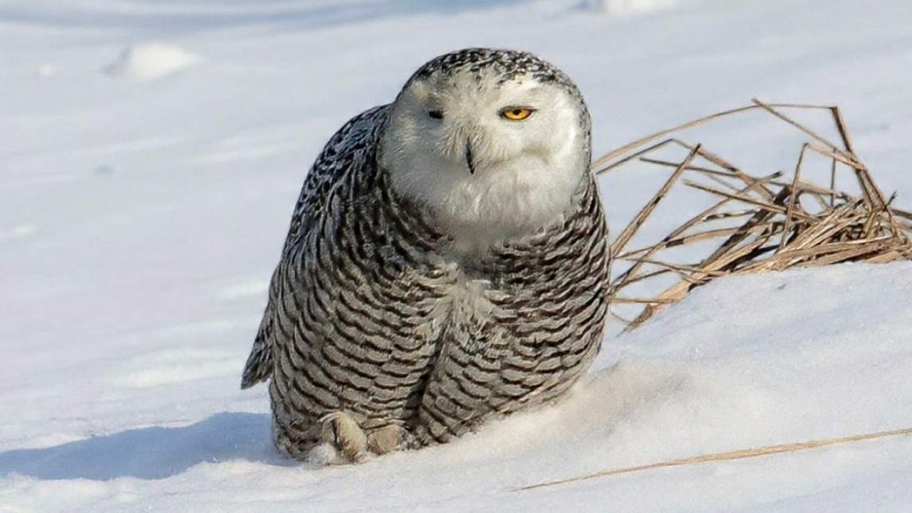 İzmirli doğa fotoğrafçısı Şimşek, Amerika’da kar baykuşunu fotoğraflamayı başardı