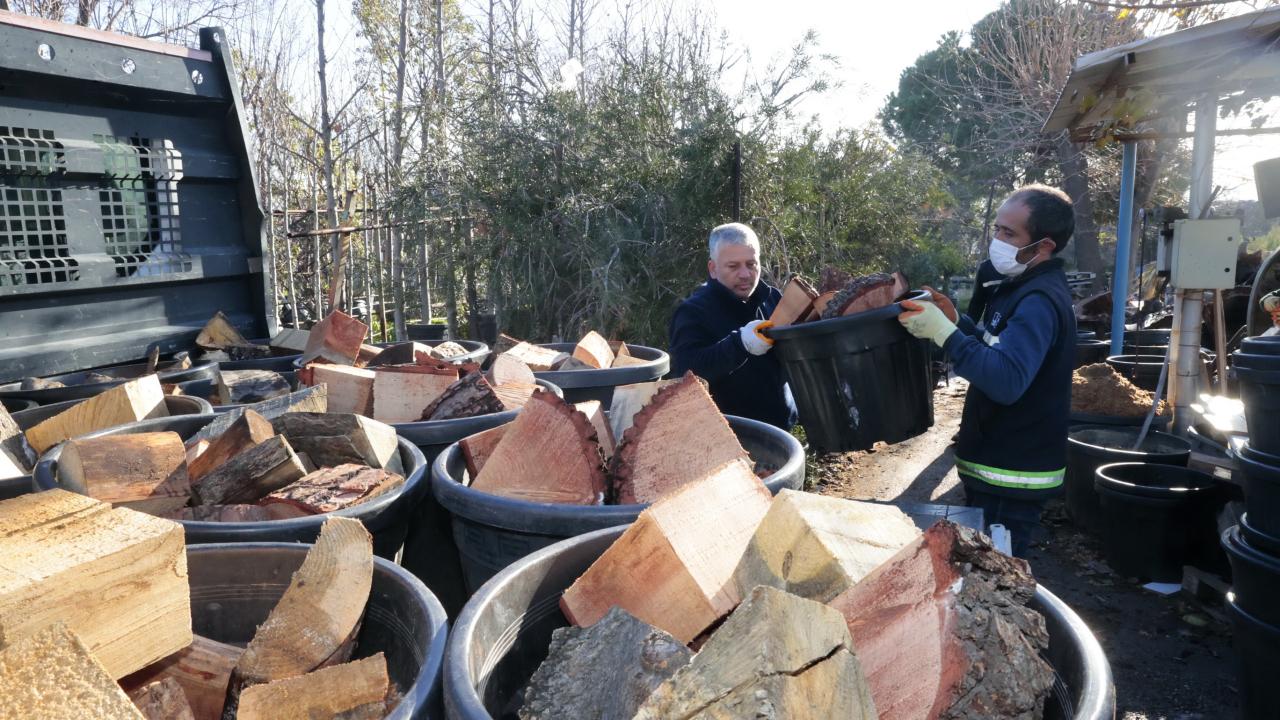 Konak’ta kış dayanışması: Budanan ağaçlar yuvaları ısıtıyor