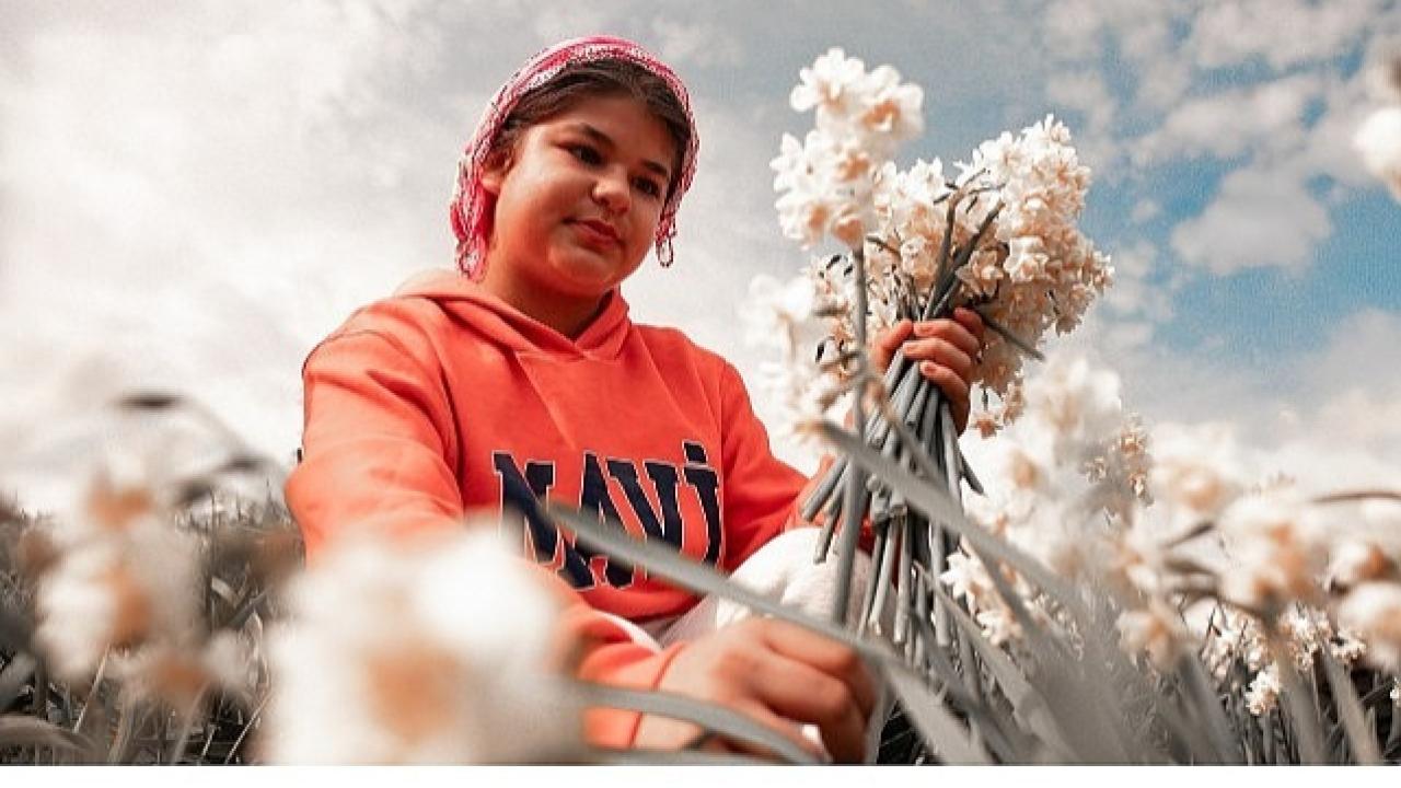 Nergis Kokulu Festival İçin Geri Sayım Başladı: Bayındır Turan Mahallesi Hazır!