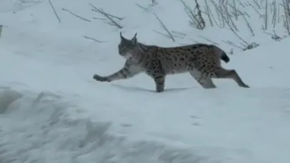 Nesli tükenme tehlikesi altında bulunan iri cüsseli vaşak Bayburt kırsalında görüldü