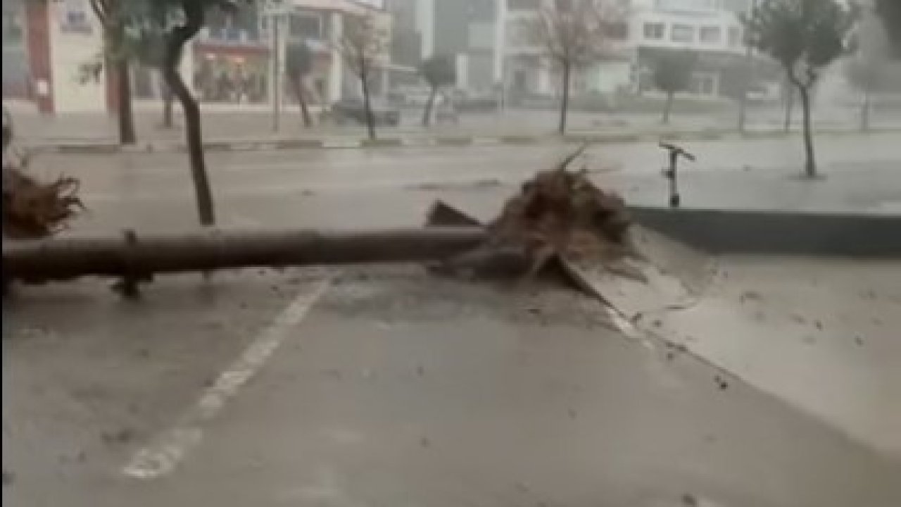 Adana’da fırtına ağaçları yerinden söktü