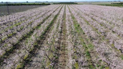 Adana’da şeftali ağaçları çiçek açtı