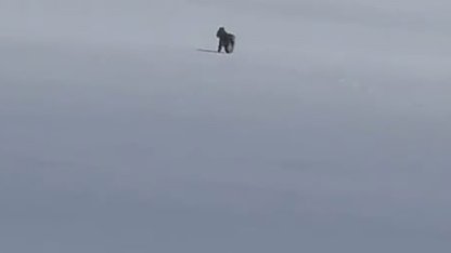 Adilcevaz’da kar üzerinde vaşak görüntülendi