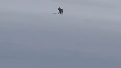 Adilcevaz’da kar üzerinde vaşak görüntülendi