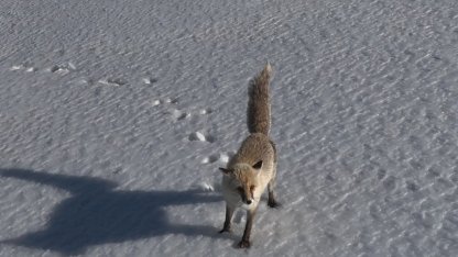 Adilcevaz’da tilkinin dron ile imtihanı