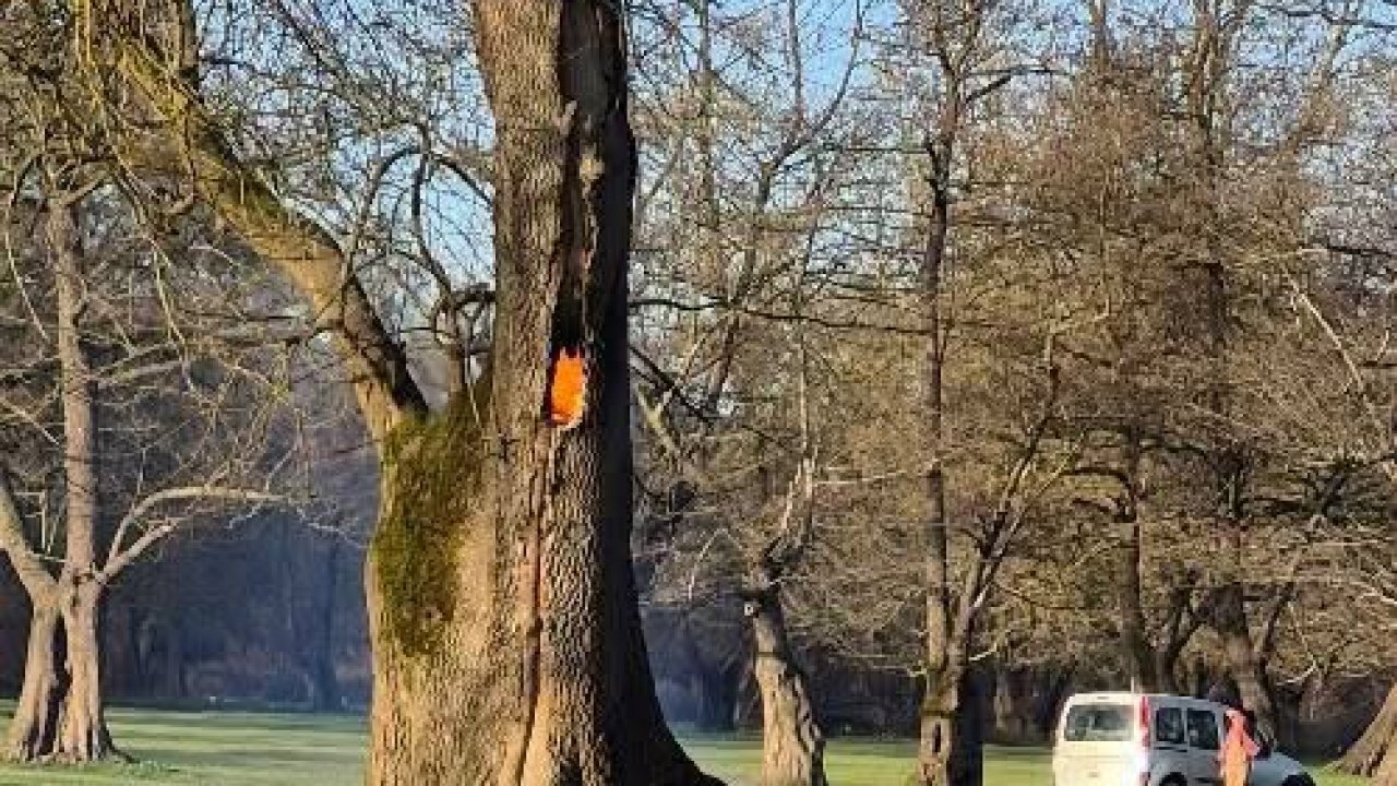 Ağaç kovuğunda yangın çıkarıldı