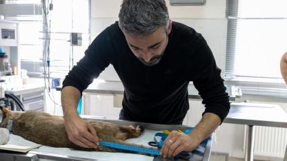 Ağır yaralı bulundu, sağlıklı şekilde doğaya salındı