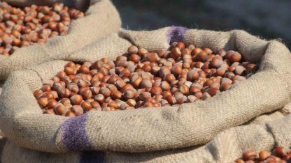 Akça: "Fındıkta tekelci yapının manipülasyonu bitmek üzere"