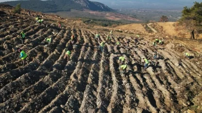 Akhisar’da yanan alanlar yeniden yeşeriyor: 2 milyon 325 bin fidan toprakla buluşacak