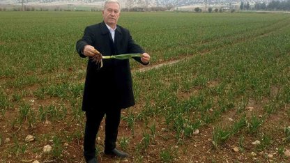 Altun, "Yağışlar AB Tescilli Araban Sarımsağının kalite ve rekolteyi arttıracak"