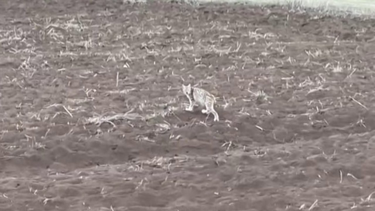 Arazide tek başına yürüyen yavru vaşak, sürüden ayrılan pengueni hatırlattı