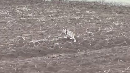 Arazide tek başına yürüyen yavru vaşak, sürüden ayrılan pengueni hatırlattı