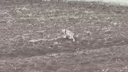 Arazide tek başına yürüyen yavru vaşak, sürüden ayrılan pengueni hatırlattı