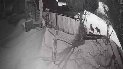 Artvin’de aç kalan kurt sürüsü yerleşim alanına indi