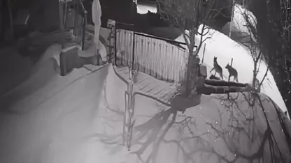 Artvin’de aç kalan kurt sürüsü yerleşim alanına indi