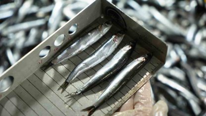 Avcılık denetimlerinde ceza yağdı: 2,6 milyon TL’yi aştı