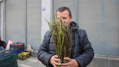 Aydın’ın yöresel lezzeti kedirgen ve sarmaşıklar pazar tezgahlarını süslemeye başladı