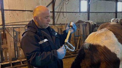 Aydıntepe’de şap aşılama ve küpeleme çalışmaları sürüyor