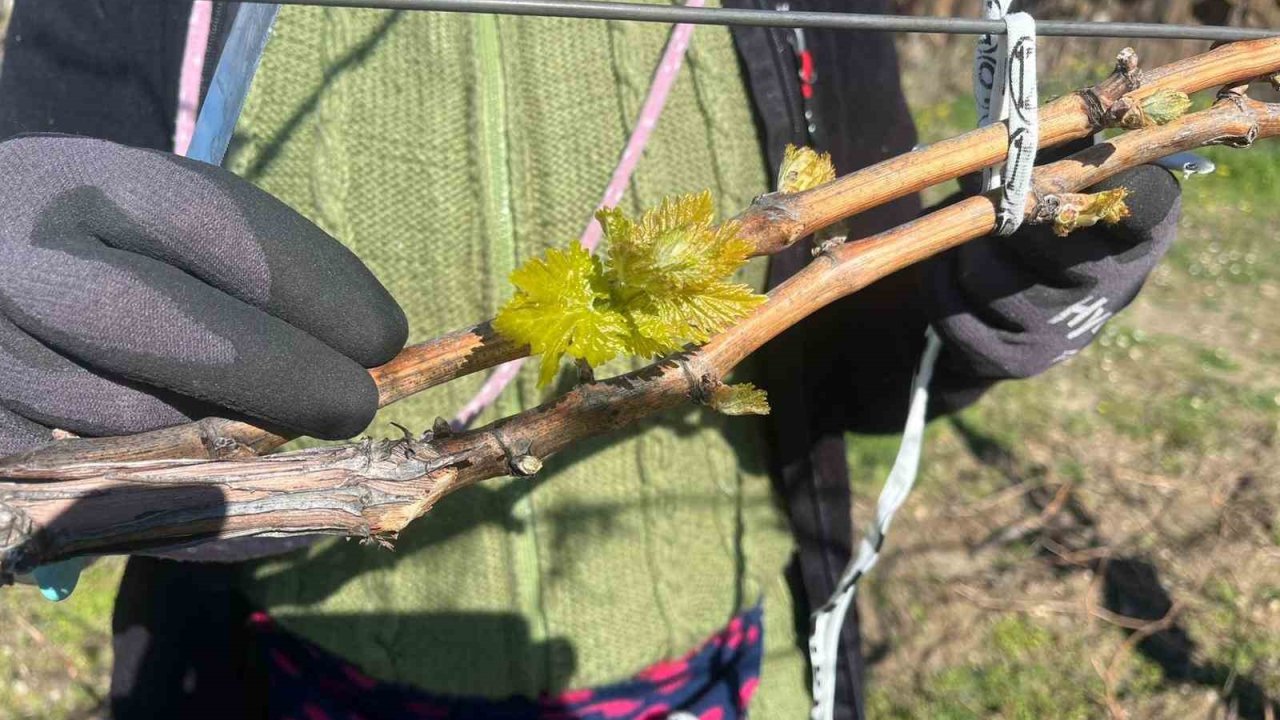 Bağlarda erken uyanış korkutuyor