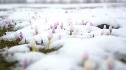Baharın habercisi çiğdemler kar altında kaldı