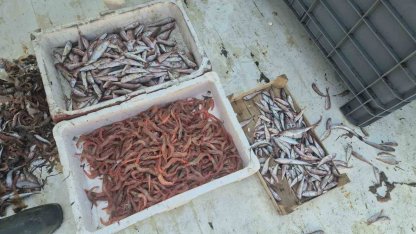 Balıkçılar karides, tekir ve istavritle limana döndü