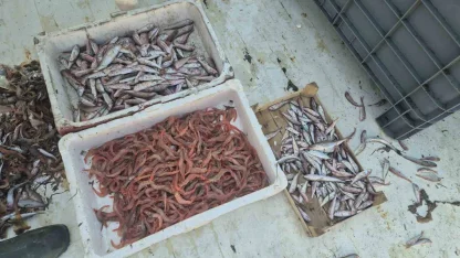 Balıkçılar karides, tekir ve istavritle limana döndü