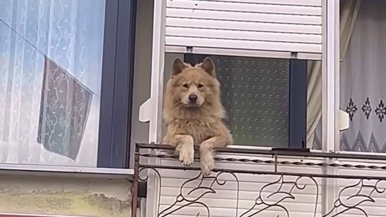 Balkondaki sevimli köpek herkesi gülümsetiyor