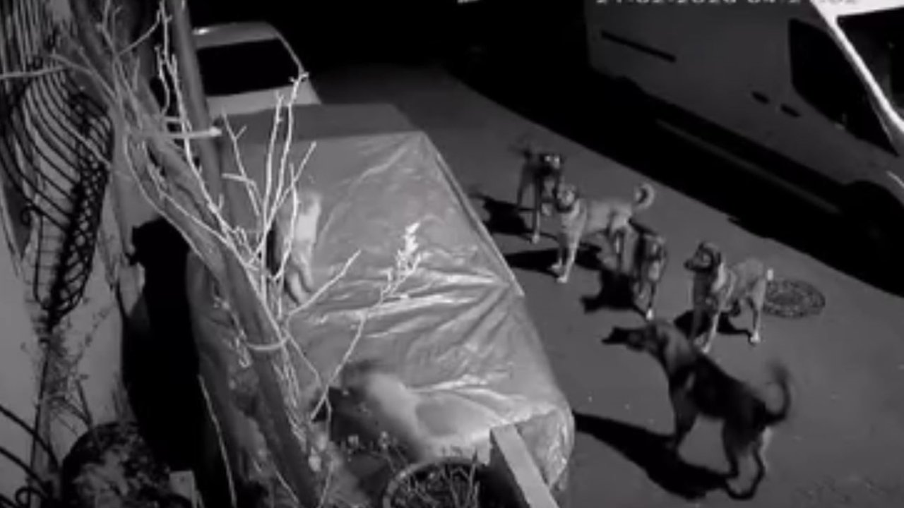 Başakşehir’de başıboş köpeklerin saldırdığı kedi öldü