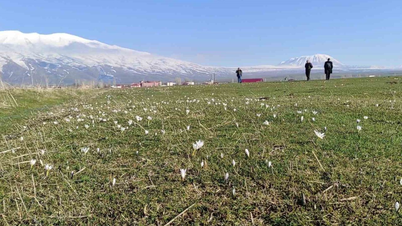Bitlis’te kardelen ve çiğdemler açtı