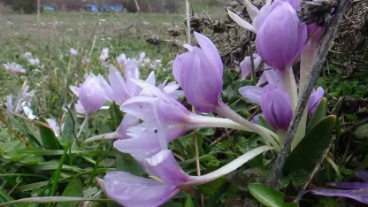 Bolu’da baharın müjdecisi çiğdemler çiçek açtı