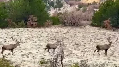 Bolu’da koruma altındaki kızıl geyikler görüntülendi