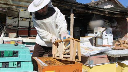 Bu seçimde kazananı ’arılar’ belirleyecek