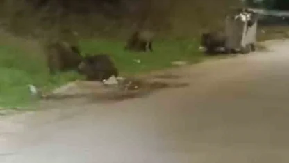 Bursa’da aç kalan domuz sürüsü şehre indi