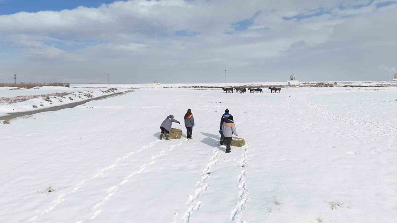 Büyükşehirden ‘dilsiz dostlara’ merhamet eli: Soğuk günlerde sıcak bir dokunuş