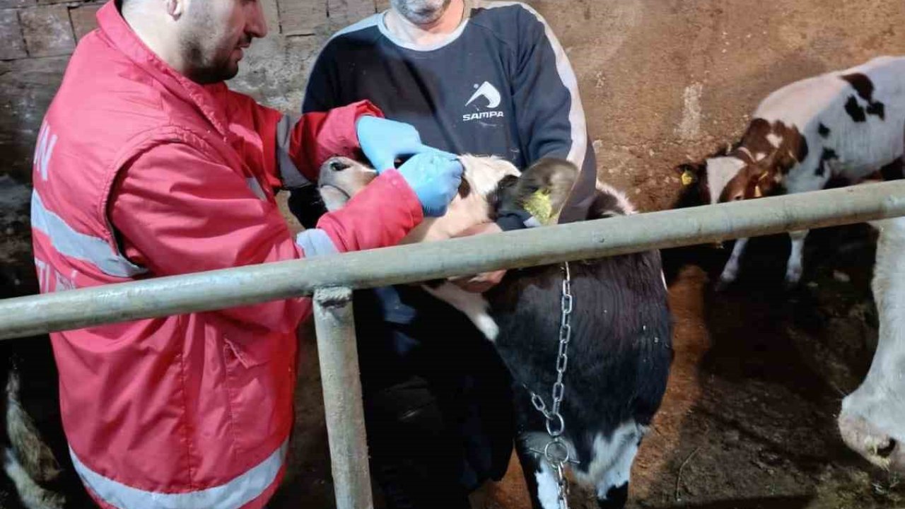 Çarşamba’da büyükbaş hayvanlara şap ve brucella aşısı