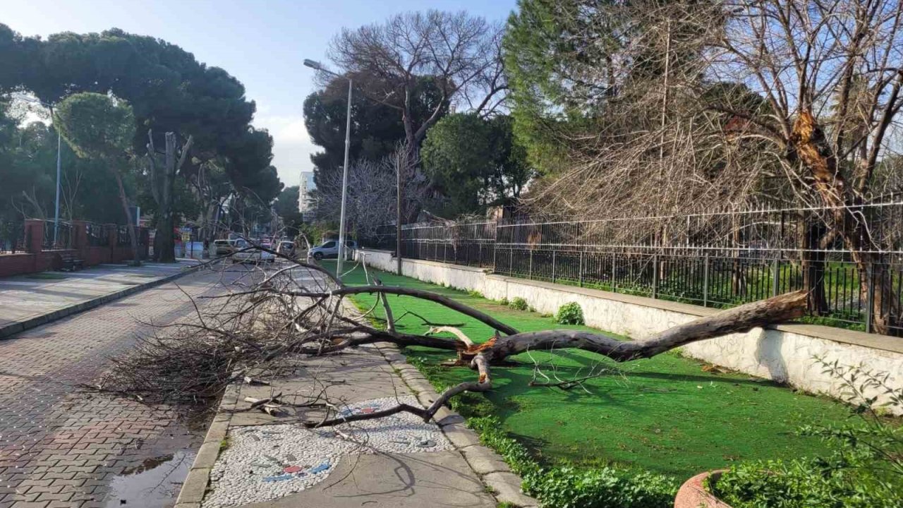 Çürüyen ağaç yola devrildi, facia ucuz atlatıldı