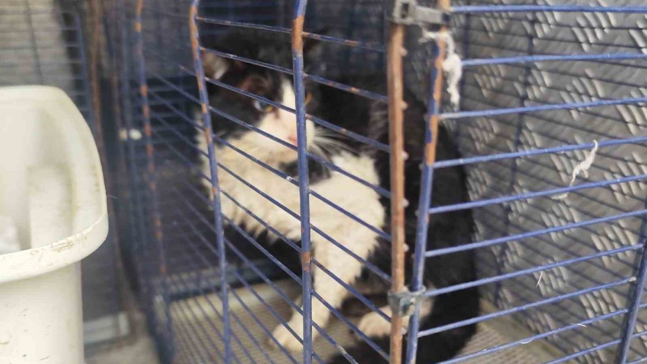 Derede mahsur kalan kedi kurtarıldı