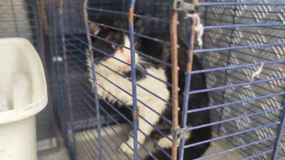 Derede mahsur kalan kedi kurtarıldı