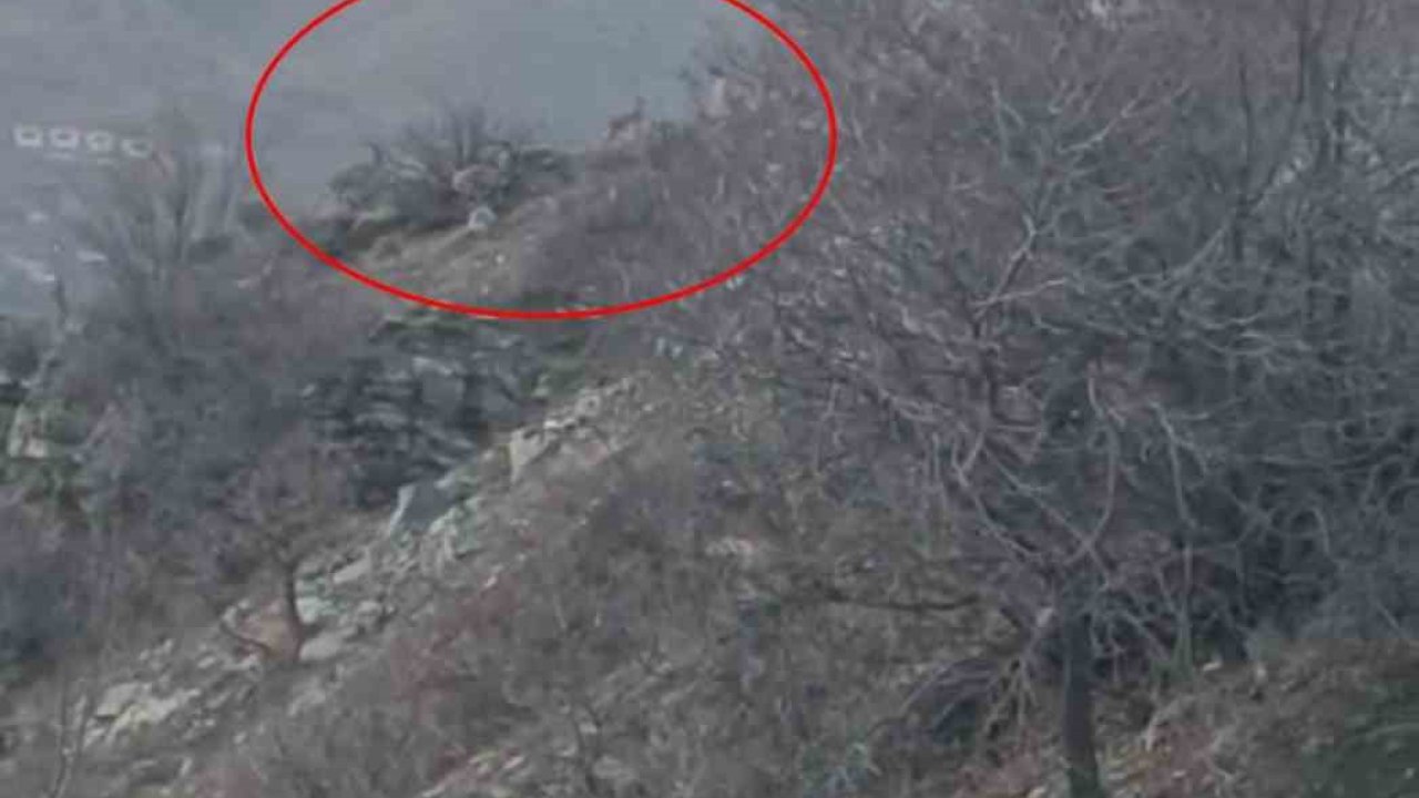 Diyarbakır’da nesli koruma altında bulunan dağ keçileri görüntülendi