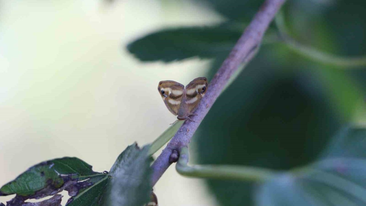 Doğu Karadeniz’de üçlü istilacı tür tarımı tehdit ediyor
