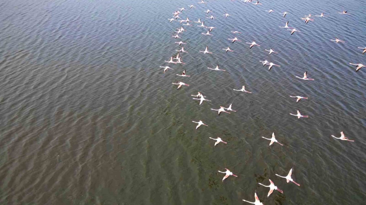 Eber Gölü’ndeki flamingolar görsel şölen sundu