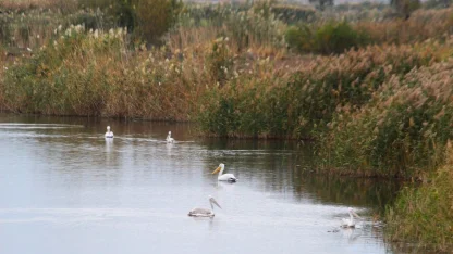 EKODOSD Başkanı Sürücü: "Söke Ovası antik dönemdeki deniz görünümüne döndü"