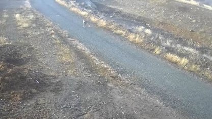 Elazığ’da mezraya inen kurt görüntülendi